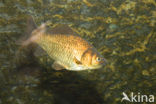 Giebel (Carassius gibelio)