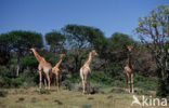 Giraffe (Giraffa camelopardalis spec.)