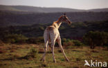 Giraffe (Giraffa camelopardalis spec.)