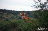 Giraffe (Giraffa camelopardalis spec.)