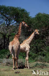 Giraffe (Giraffa camelopardalis spec.)