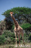 Giraffe (Giraffa camelopardalis spec.)