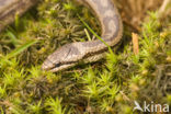 Gladde slang (Coronella austriaca) 