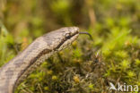 Gladde slang (Coronella austriaca) 