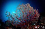 Two-colored sea fan