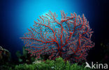 Two-colored sea fan