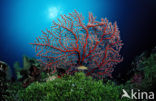 Gorgoon koraal