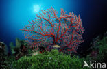 Two-colored sea fan