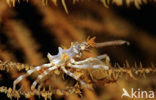 Gorgonian Crab (Xenocarcinus tuberculatus)