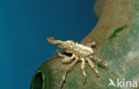 Gorgonian Crab (Xenocarcinus tuberculatus)