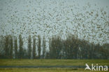 Goudplevier (Pluvialis apricaria) 