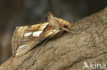 Gold Spot (Plusia festucae)