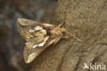 Gold Spot (Plusia festucae)