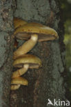 Goudvliesbundelzwam (Pholiota aurivella)