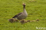 Grauwe Gans (Anser anser)