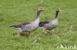 Grey Lag-Goose (Anser anser)