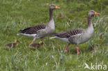Grey Lag-Goose (Anser anser)