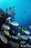 Grijze doktorsvis (Acanthurus mata)