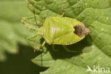 Green shieldbug (Palomena prasina)