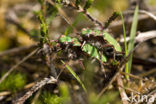 Groene zandloopkever (Cicindela campestris)