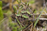 Groene zandloopkever (Cicindela campestris)