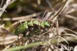 Groene zandloopkever (Cicindela campestris)