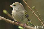 European Greenfinch (Carduelis chloris)