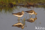 Groenpootruiter (Tringa nebularia)