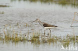 Groenpootruiter (Tringa nebularia)