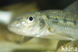 Gudgeon (Gobio gobio)