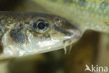 Gudgeon (Gobio gobio)