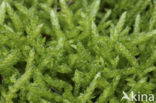 Neat Feather-moss (Pseudoscleropodium purum)