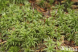 Common Smoothcap (Atrichum undulatum)