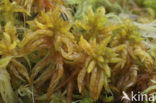 Cow-horn Bog-moss (Sphagnum denticulatum)