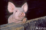 Groot Yorkshire varken (Sus domesticus)