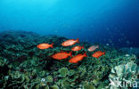 Cressent-tail bigeye (Priacanthus hamrur)