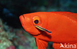 Cressent-tail bigeye (Priacanthus hamrur)