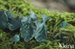 Grootsporige kopergroenbekerzwam (Chlorociboria aeruginosa)