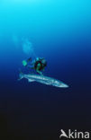 Grote Barracuda (Sphyraena barracuda)