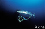 Grote Barracuda (Sphyraena barracuda)