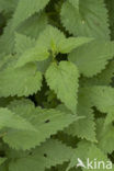 Stinging Nettle (Urtica dioica)