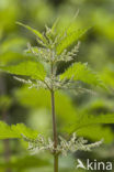 Grote brandnetel (Urtica dioica)