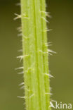 Stinging Nettle (Urtica dioica)