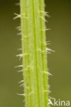 Grote brandnetel (Urtica dioica)