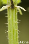 Grote brandnetel (Urtica dioica)