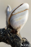 Grote eendenmossel (Lepas anatifera)