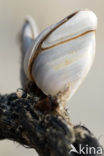 Goose barnacle (Lepas anatifera)