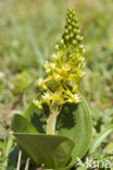 Grote keverorchis (Neottia ovata