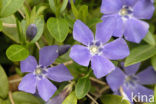 Grote maagdenpalm (Vinca major)