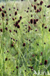 Grote pimpernel (Sanguisorba officinalis)